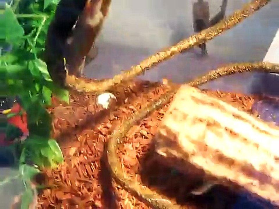 My Golden Gecko- Very Active!