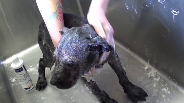 Homeless, Sick Puppy get transformed Into A Bundle Of Joy