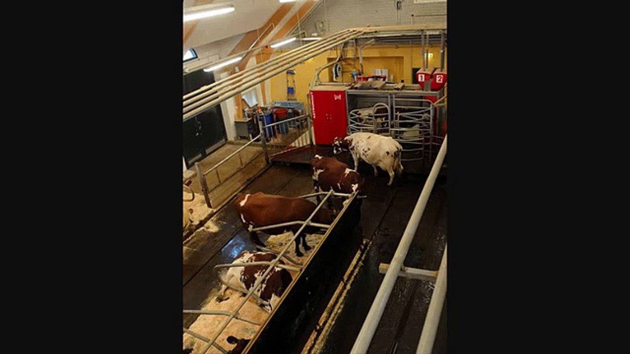 SUOMIPOP AAMULYPSY TAISTO SOITTAA