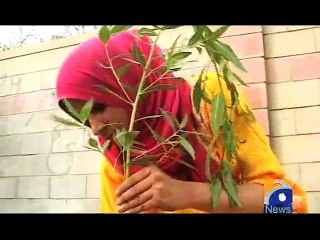Planting Trees-Geo Reports-01 Aug 2015