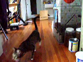 Smart cat trained to play fetch!