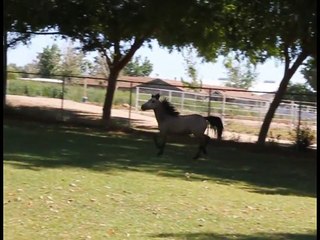 I AM The Last Roll of Thunder