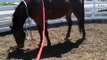 More Horse Sacking Out- Simple Exercise to help horses deal with fear- Rick Gore Horsemanship