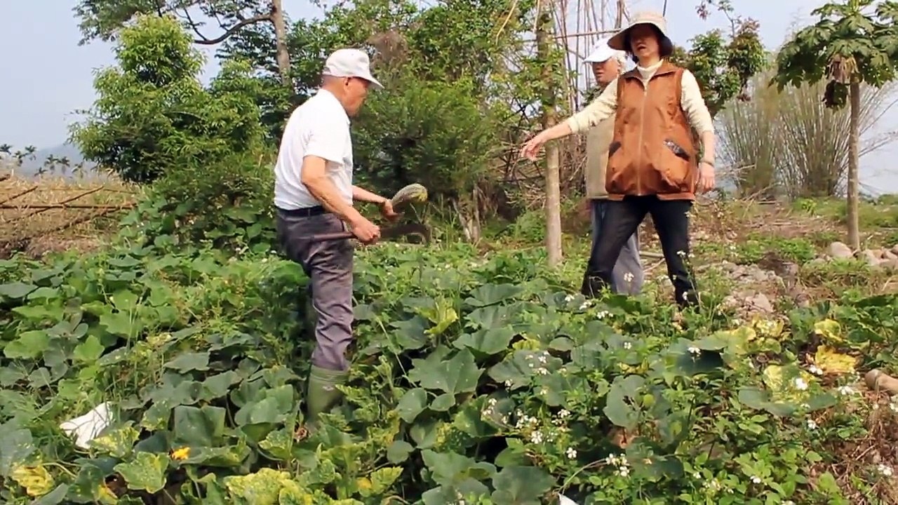 阿爸種的雙瓜(瓢瓜和南瓜)