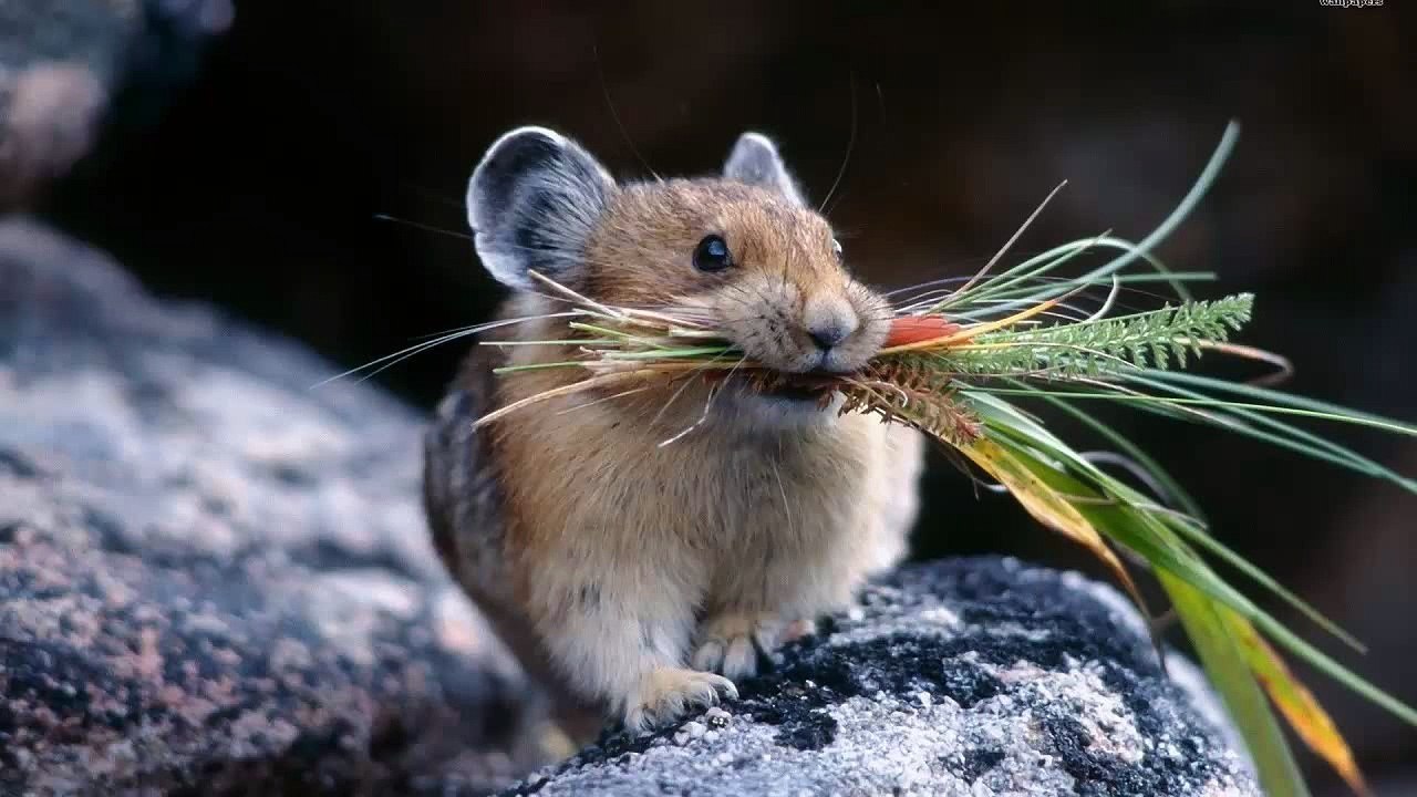 Tae A Mouse - Robert Burns
