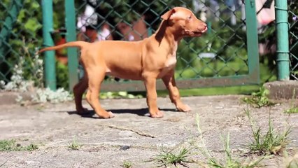 Dogs 101 Pharaoh Hound