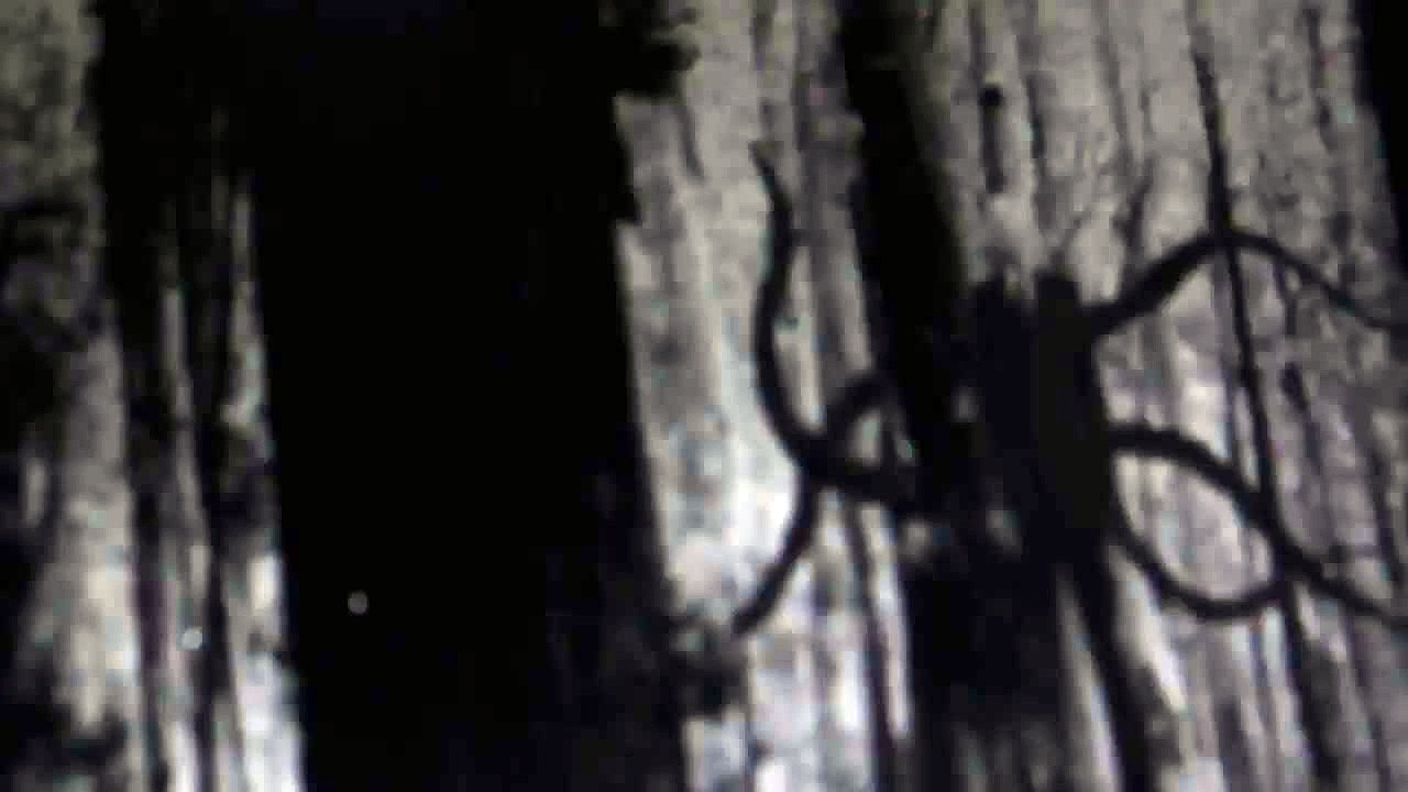 Slenderman - CreepyPasta