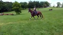 Un cheval saute pas dessus un obstacle imaginaire
