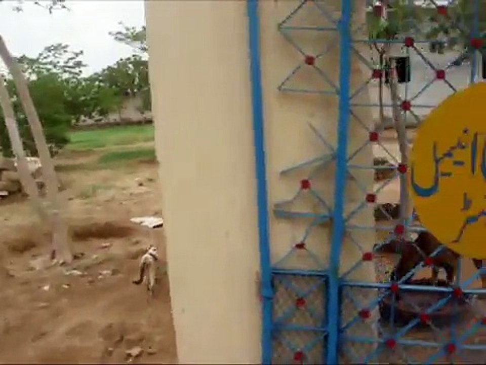 Edhi Animal Shelter and Hospital