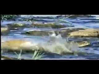 "DINOSAURIOS EN EL AGUA" (Documental 2014)