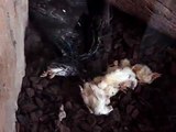 Python swallows chicks