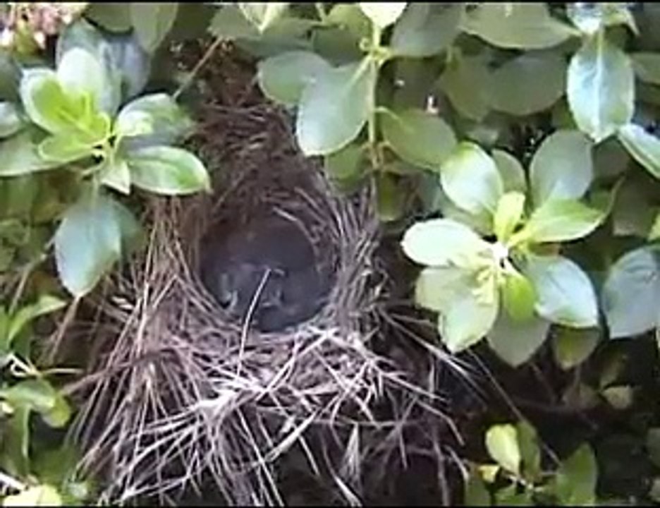 Baby Birds