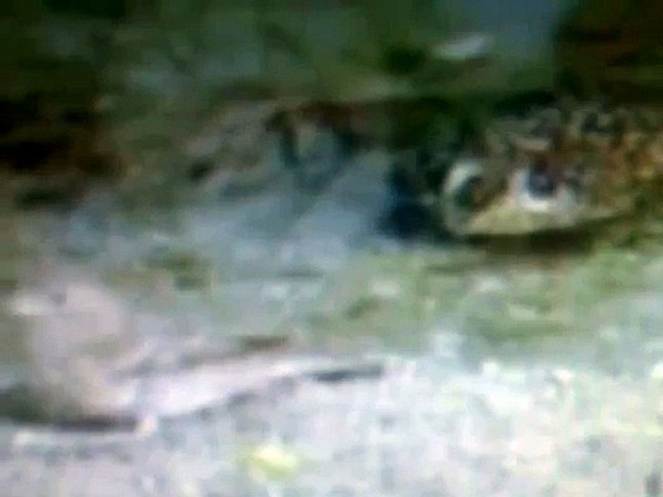 Frog Eats Bird in the lake