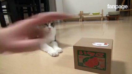 Cat is becoming uncomfortable to see the other cat dusturbing him.