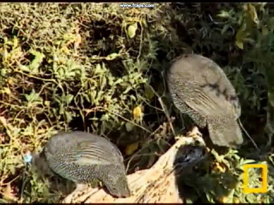 Birds! Birds! Birds! 4