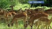 Shaba. Animal Adaptations | Nature -