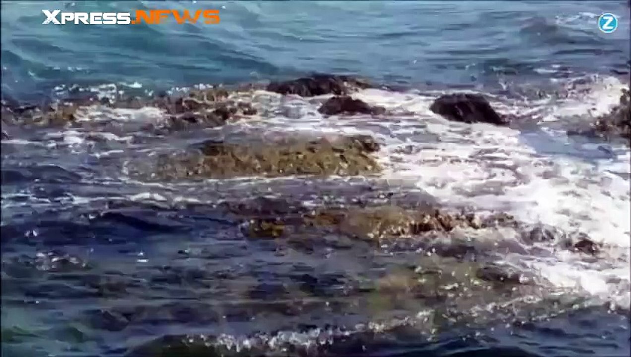 Dusty le dauphin qui fait flipper l'Irlande