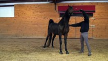 County Treasure - American Saddlebred Stallion
