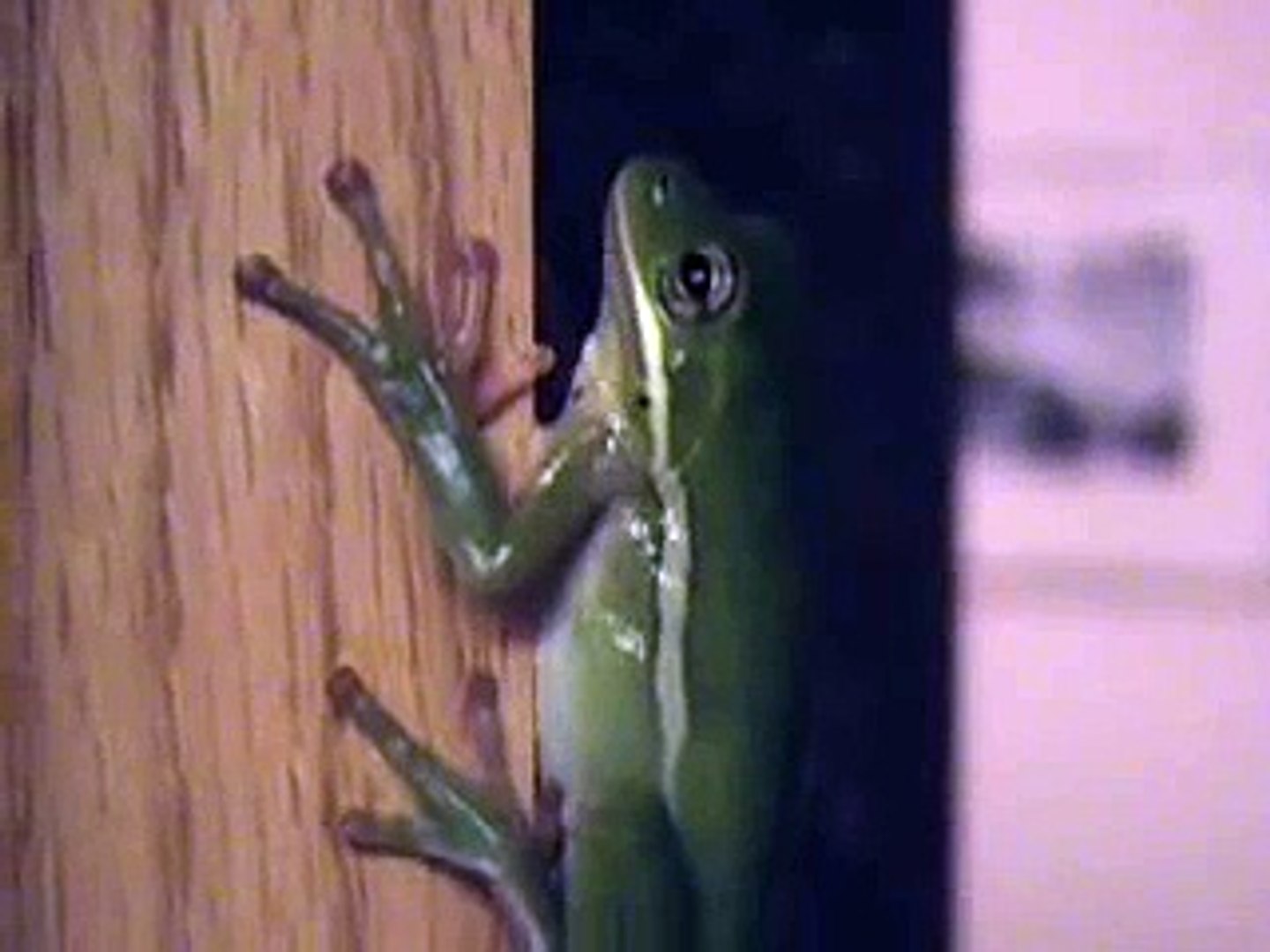Tree Frog!