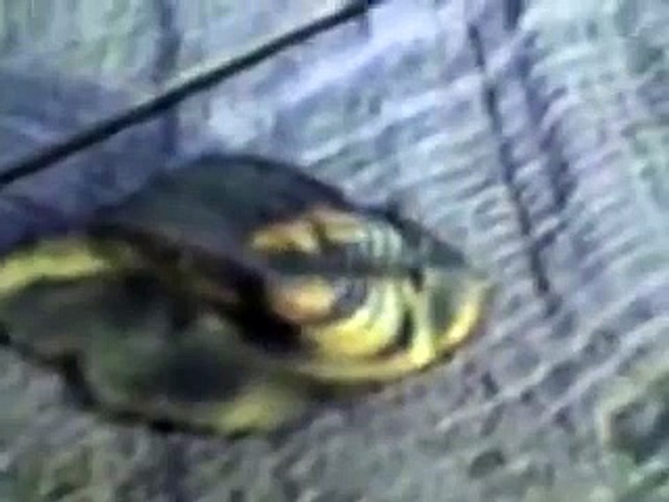 Do not swim in the Irtysh!/Не купайтесь в Иртыше!