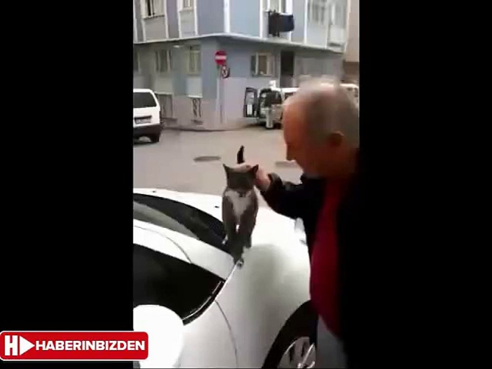 Wanting to love a cat