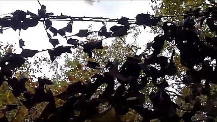 chasse au pigeon en  palombiere