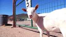 Goats- Will It Herd | Petcentric