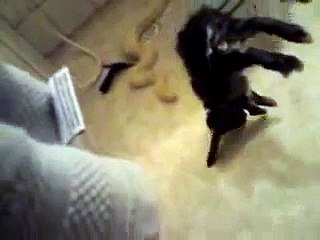 Feeding Burmese python with rabbit