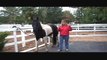Is PAIN causing your horses 'Bad Behavior'?  Horses acting out - April Battles