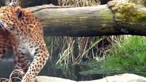 Siberian Tiger Jegor - Feeding Leopard Julius - Baby Gorilla Nafi - Munich Zoo