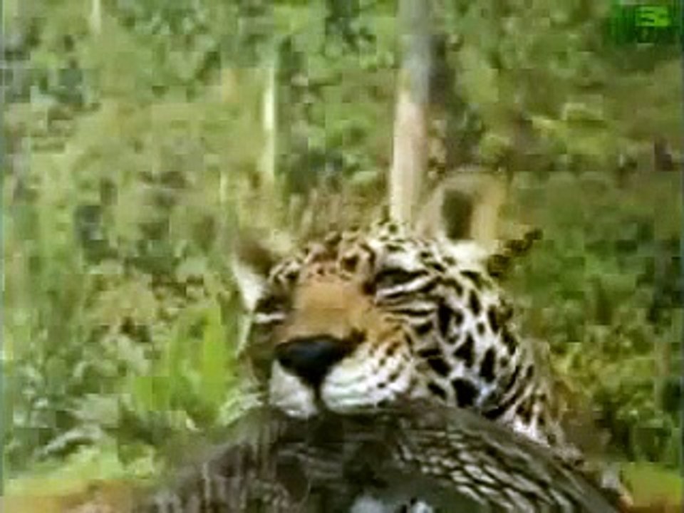 ANIMAL PLANET  Animal Face Off  Anaconda vs  Jaguar