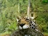 ANIMAL PLANET  Animal Face Off  Anaconda vs  Jaguar
