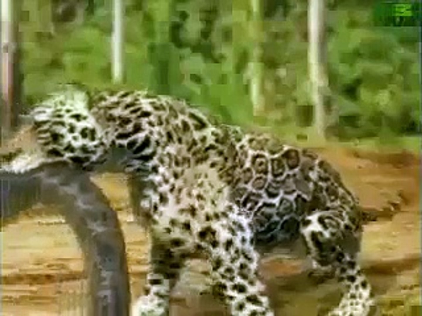 ⁣ANIMAL PLANET  Animal Face Off  Anaconda vs  Jaguar