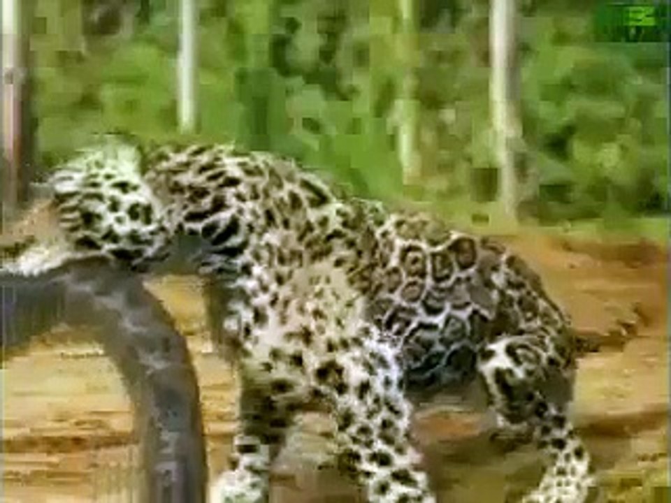 ANIMAL PLANET  Animal Face Off  Anaconda vs  Jaguar