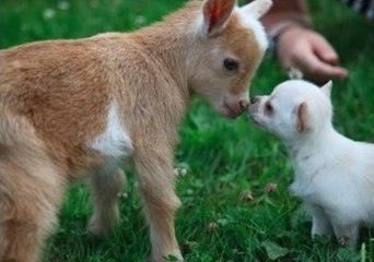 Confused Chihuahua Thinks She's a Goat