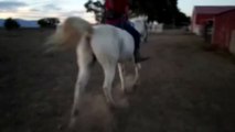 Loping Gaited Horse Bareback