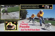 The Fastest Poodle -- Born To Run ( An Amazing Cute Fast Dog Skate Mushing )