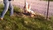 Kind Man Frees Wolf From A Fence - Funny Animals