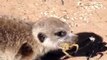 Meerkat Eating Scorpions