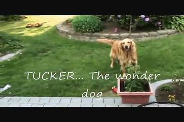 Tucker the Wonder Dog learns to use the dog shower