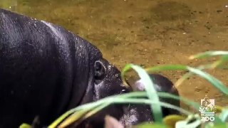 Pygmy Hippo baby makes a splash