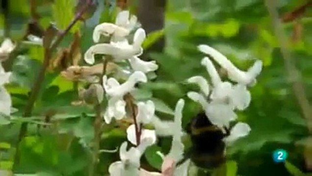 Documental sobre la vida en el bosque. Animales y naturaleza del bosque