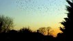 Starlings Over Stratford Upon Avon - Spheric Lounge - Hovering Above