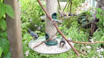 Streitlustiger junger Stieglitz (Carduelis carduelis)