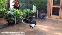 Philadelphia Zoo Curassow and Victorian Crowned Pigeon