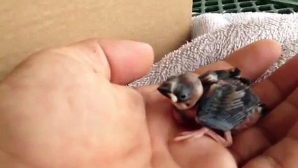 3-day old baby Mynah Bird