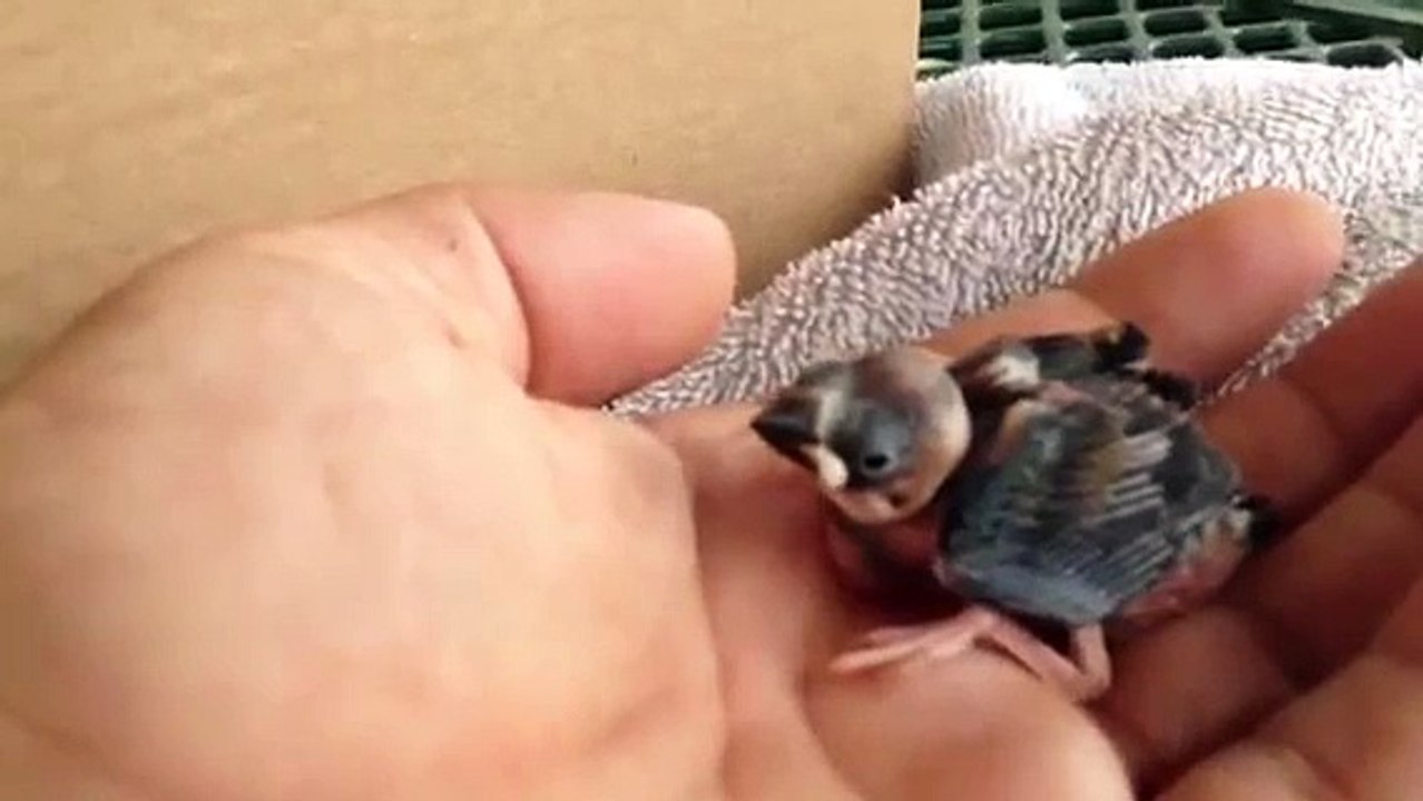 3-day old baby Mynah Bird