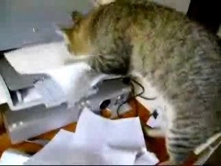 Chat VS imprimante