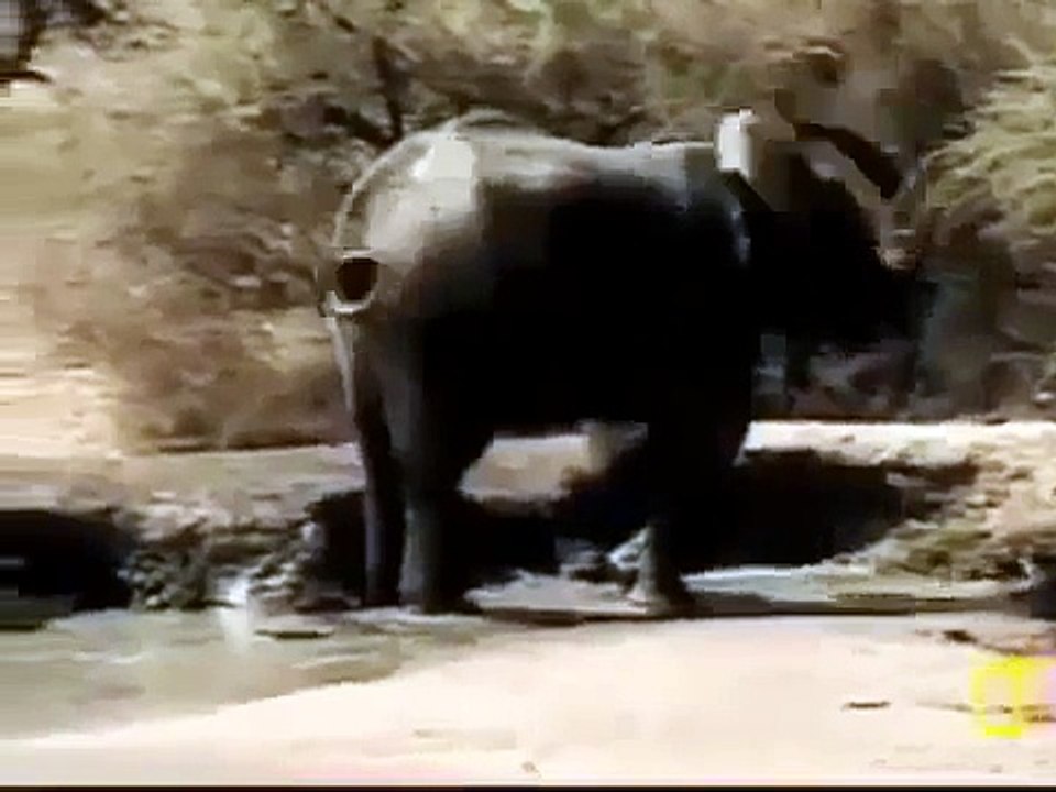 Elephant Attack Crocodile Animal attack Top ten10@animal