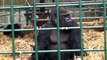 Kifu the Silverback Gorilla @ Howletts Wild Animal Park, UK - 2010 Gorilla